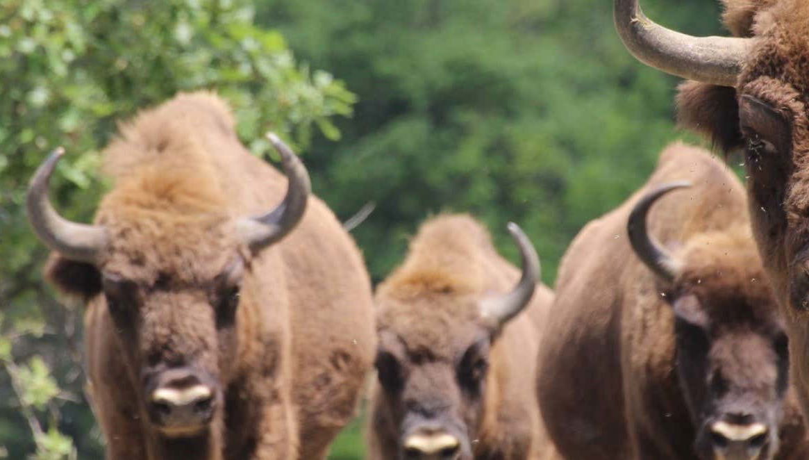 Visite du centre de découverte du bison d'Europe