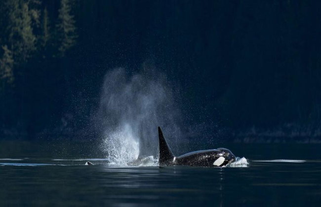 6 Hour Whale and Wildlife Boat Tour - Foto 1
