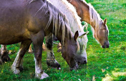 Apartaments La Bonaigua - Foto 52