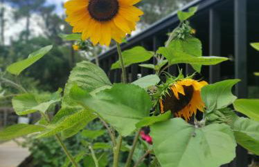 Studio Nature & Calme, Lac et Forêt à Pied - Foto 25