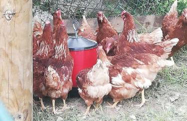 Agroturizam Podastrana - Foto 29