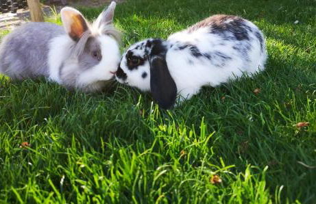 Ferienhaus Hünzingen № 2 - Foto 42