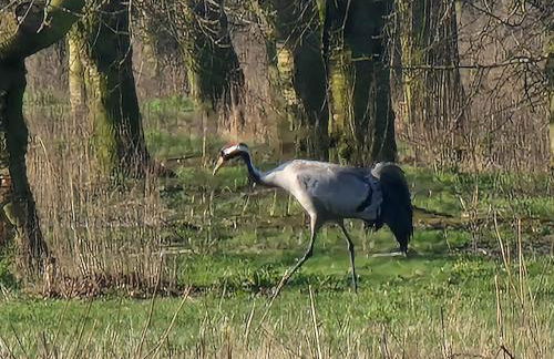 Martha - Ferienhaus, 3 Schlafzimmer, 2 bis 6 Personen, S-Bahn nach Berlin, Strausseenähe, ruhige Lage - Foto 30
