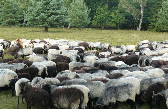 Heathside Family Retreat - Foto 17