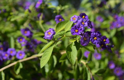 azienda agrituristica la torretta - Foto 32