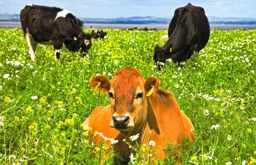 Powillimount Cottage - Foto 30