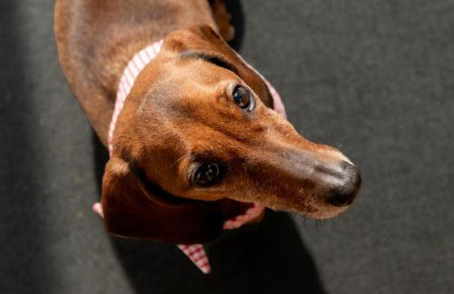 Coed y Felin - Foto 16