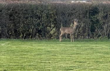 Bluebell Farm - Foto 28