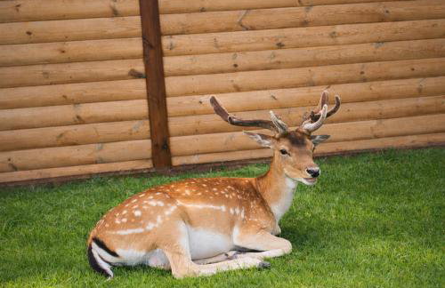 Mazury Domek nad Łowiskiem Muławki - Foto 14