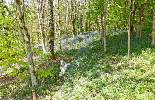 Cwt Cwtshlyd - Photo 11