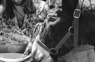 CABRA - Porto Covo - Foto 31