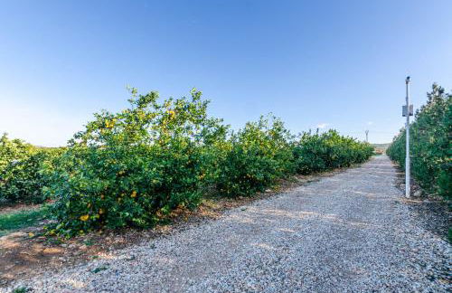 El Limonar de Mallorca - Agroturismo - Foto 49