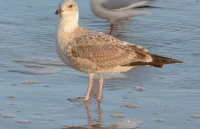 Ferienwohnungen Egon Schulz - Foto 17