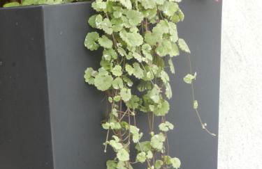 La Pergola - Foto 36