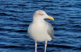 Holiday Home Haus Ostseeblick by Interhome - Foto 25