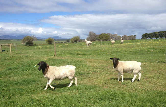 Promhills Cabins - Foto 32