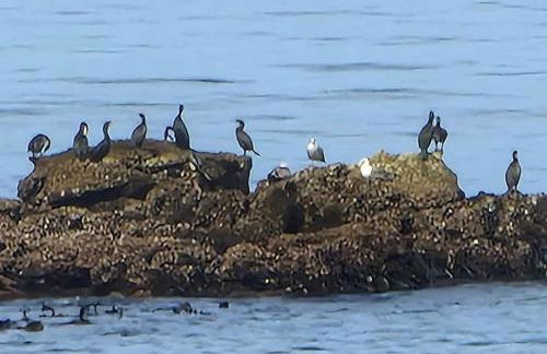Casa do Portão Azul - Dourada - Foto 35
