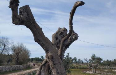 La Nicchia-Trullo - Foto 8