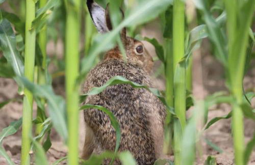 Bienenwagen Weitblick, Kamin, Sauna ganzjährig nutzbar - Foto 18