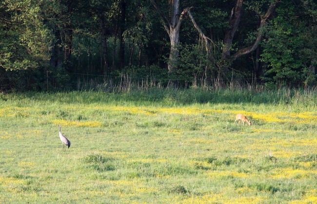 Holiday Home in Lohmen for 4 Person - Photo 30