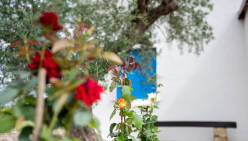 Luna Calante Tra gli Agrumi - Foto 5