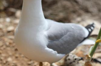 Appartamenti Mare Blu - Foto 78