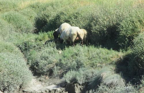 Le Petit Manoir - Jean Gédouin - Foto 53