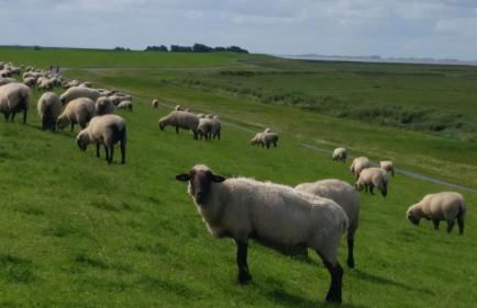 Haus Seestern - Foto 25