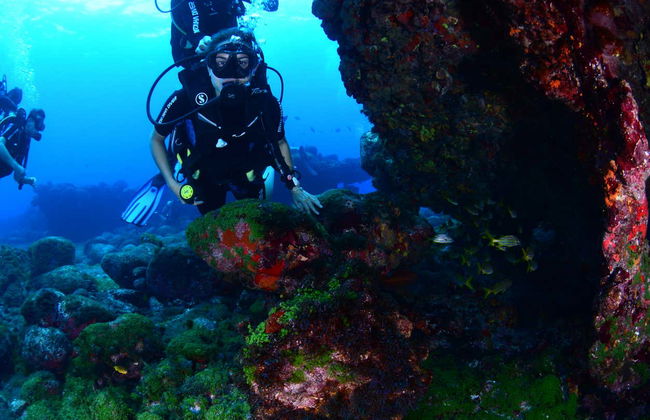 Baptême de plongée à Fernando de Noronha - Photo 7
