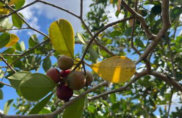 BlockHaven near Legoland, Disney - Foto 54