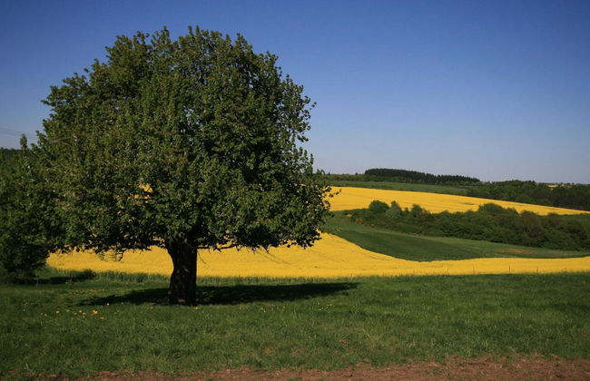 Cozy Apartment in Strotzbüsch near Eifel Center - Foto 21
