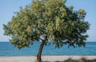 Calmaliving Seaside apartments with pool - Foto 72