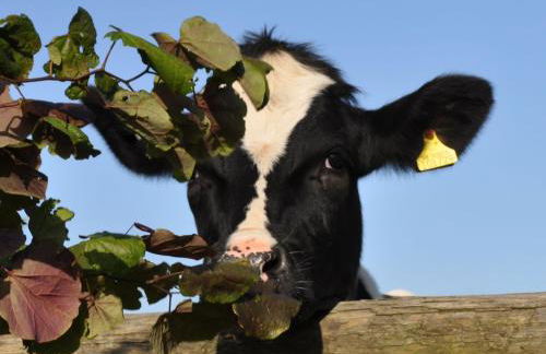 Hook Farm Cottages - Foto 7