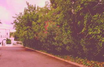 Cantinho Azul - Tavira Garden - Foto 33