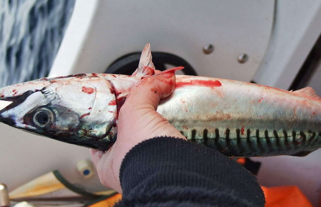 Holiday Home in Rebbenes - Foto 29