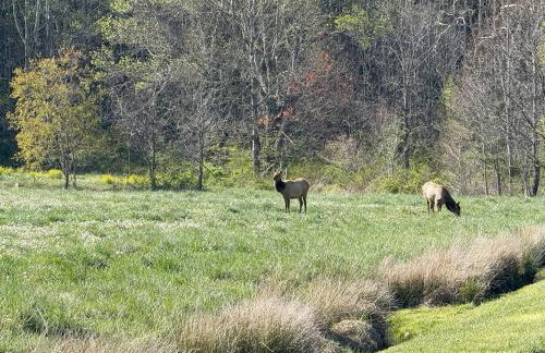 Cozy Bear Cabin-Stunning Mountain View, Dogs welcome with Pet Rate - Foto 1