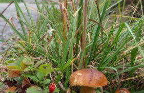 Domek w borówkach - Foto 6