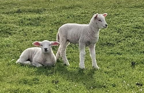 Sonnendeck-SPO - Photo 23