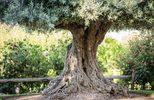 Al Agia - Los Molinos de Padul - Foto 41