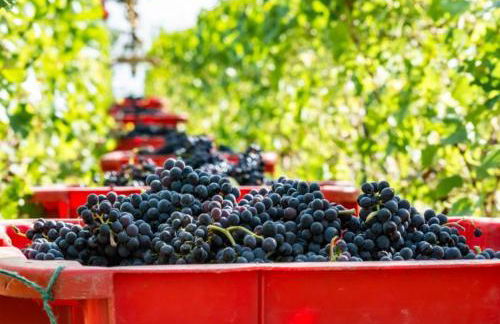 Au Jardin d'Olga - Foto 26