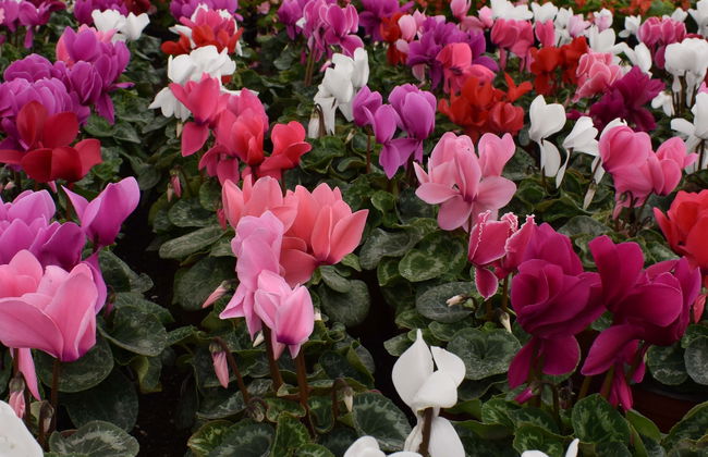 Atlixco & Chipilo Tour - Foto 1