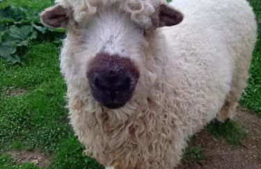 Under the Stars Shepherds Huts at Harbors Lake - Photo 11