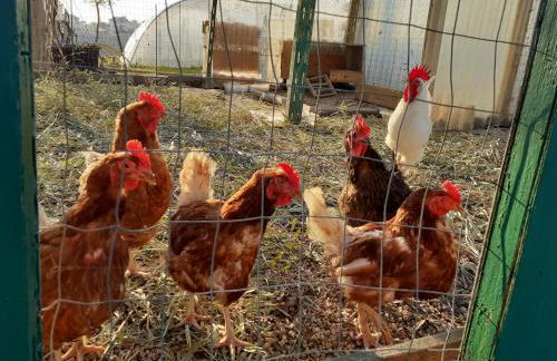 Pier Delle Vigne B&B - Foto 64