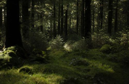 Two unique cabins wrapped in beautiful welsh scenery - Foto 41