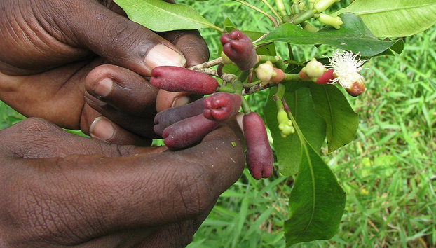 Descubra es especiarias do Zanzibar - Foto 5