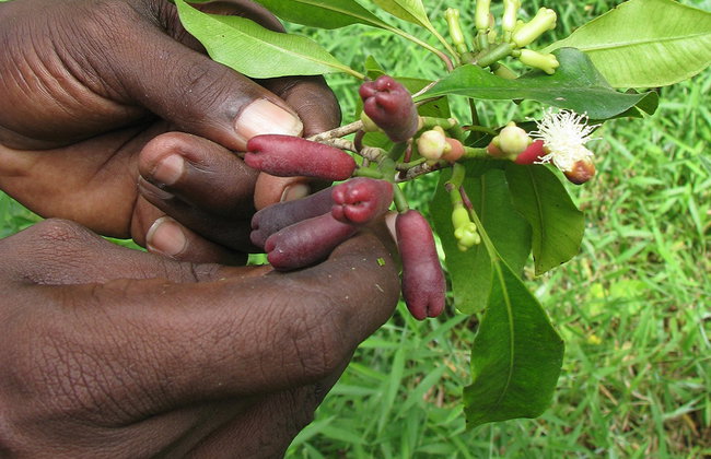 Descubra es especiarias do Zanzibar - Foto 5