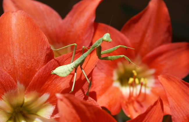 Rancho Ecológico Sol de Mayo - Foto 28
