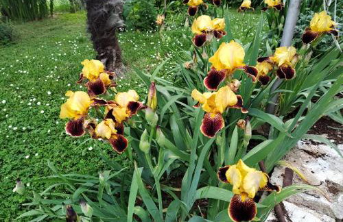 Spacious apartment QuAdria near Motovun - Foto 39