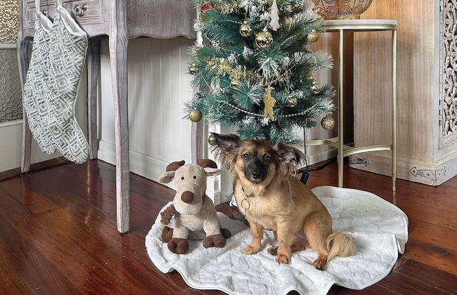 Sweet Creek Cottage, Palm Cove - Foto 27