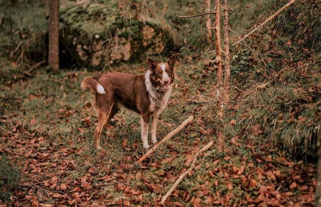 Apartment in Saalfelden Near Ski Slopes - Foto 10